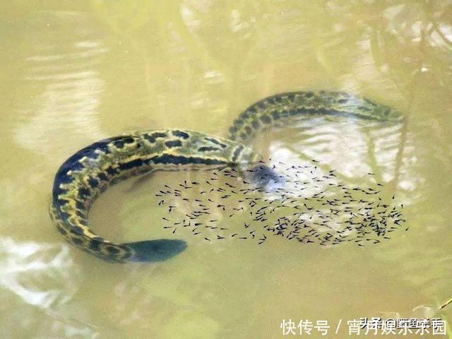 黑鱼是“孝鱼”？关于黑鱼，你需要了解的一些事实！