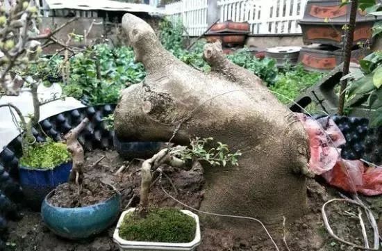 地养三年的雀梅，拿到集市上，被人三千块买走，真是赚到了