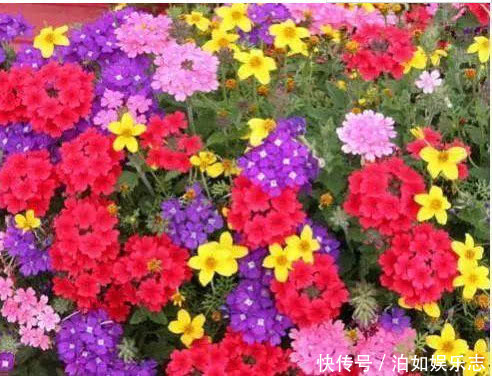 美女|5种懒人花卉,耐旱耐晒,越不管长得越好,盆栽轻松长爆盆!