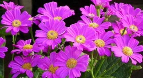 5块钱买盆花,也能养出高大上,繁花似锦开满阳台,越养越上瘾