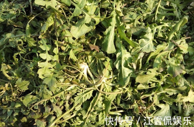 野菜|开春挖野菜,送你“野菜大图鉴”,教你轻松识别20种野菜