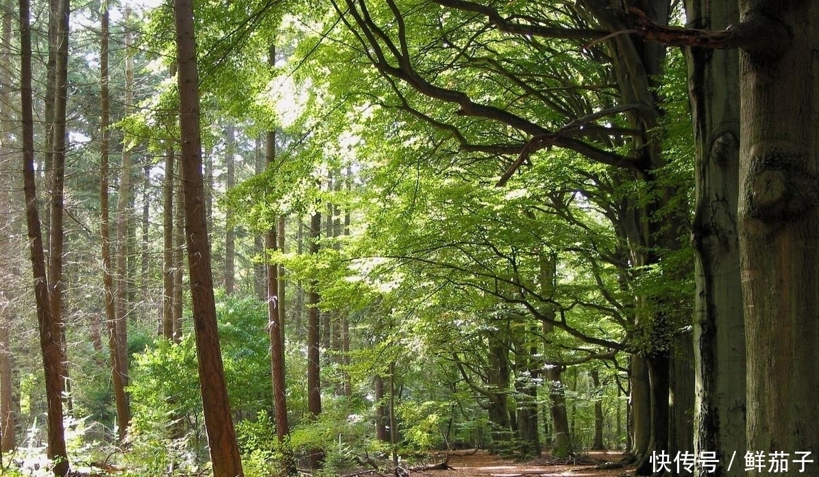 它叫阳虎刺,长得像香椿,但比香椿好吃,现在正美味,遇见别错过
