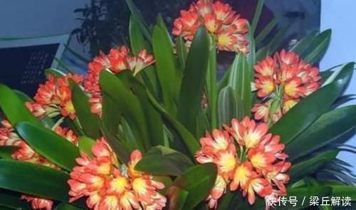 入秋|家庭盆栽君子兰,入秋做好3点,叶子翠绿,年年花开爆成'球'