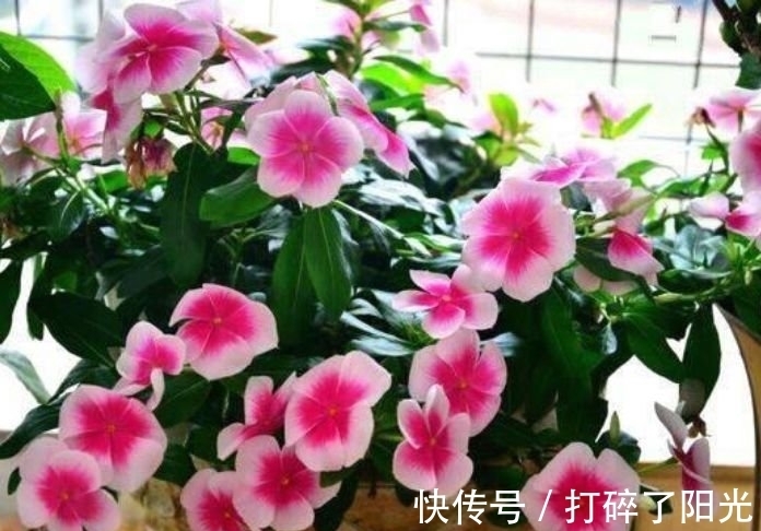 养分|4种花很好养,耐热耐晒更耐旱,养一盆一年四季都在开!