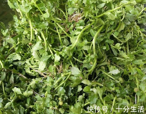 抗细胞|鼻炎，不要命，但绝不是小病，1个不值钱的野草，5分钟搞定鼻炎