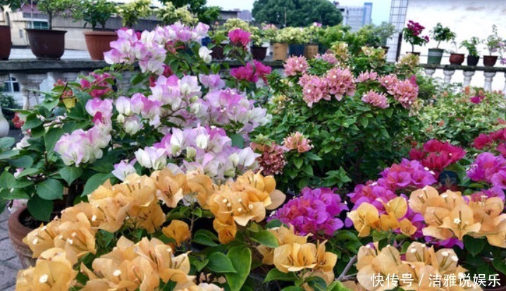 5种花干养最好,植株健壮能开花,湿养会送命!