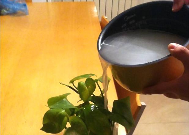 养花遇见虫害怎么办用这6种肥水浇花，虫远离叶翠绿