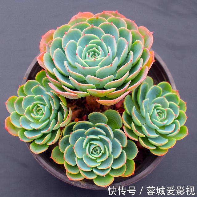 多肉|盘点5种最不好养的多肉,各种问题多,花友慎入