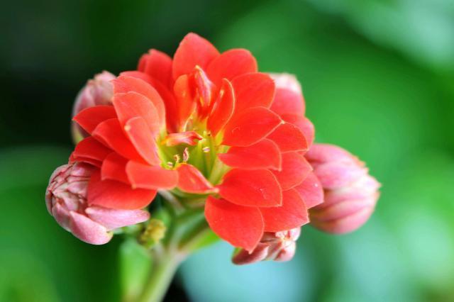 新手|老花匠“折磨”花有心得,花苞蹭蹭冒出来,不费心思新手都能操作