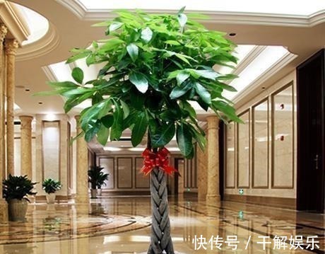 这些花最讨厌太阳,越阴凉越爆盆,还能开满花!