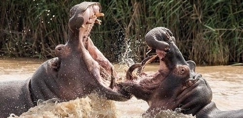 猎杀|11条奇葩冷知识,好玩又有趣,猎奇达人也不一定全都知道