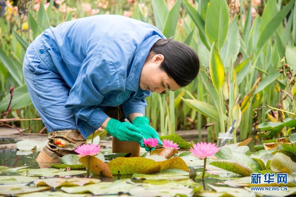 睡莲|“睡莲设计师”欧克芳：小小泥潭里开出最美的花