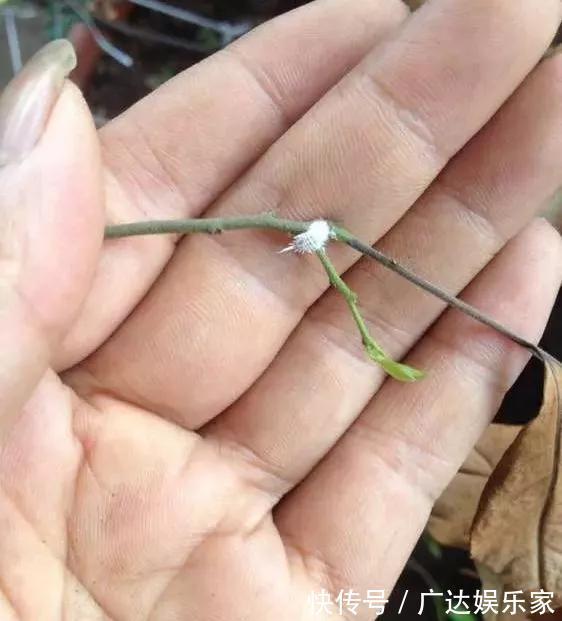 红蜘蛛|养花自制杀菌杀虫水,10天浇一勺,不生虫不得病,长得太旺!