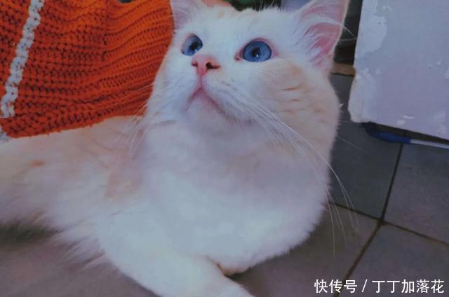 生意|秋天的第N+1杯奶茶,校园奶茶店生意都很红火