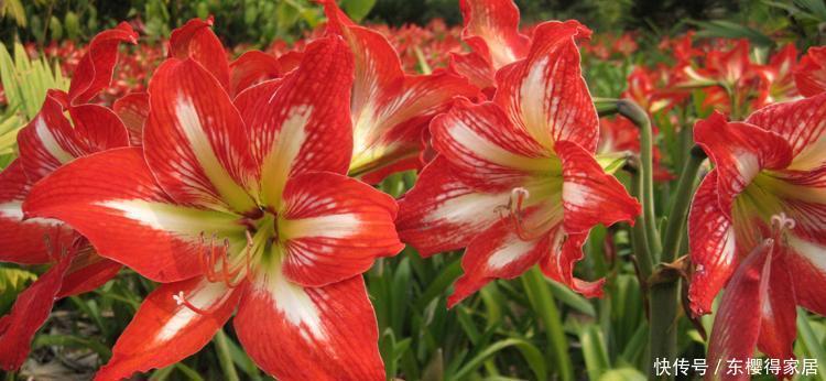 徒长|朱顶红没有光照能开花吗?缺光会发生什么不良反应?