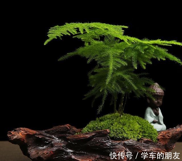 文竹变“云竹”,价格贵几倍,喷点这个“水”就行啦!