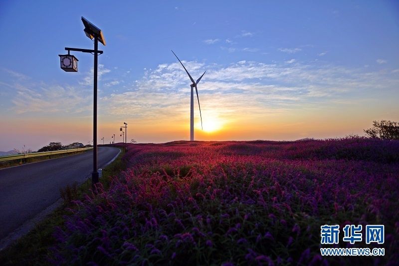 宜都市|【“飞阅”中国】秋花也烂漫 赏花正当时