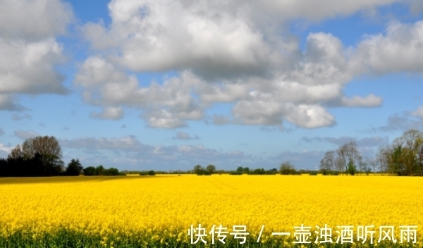 生肖鸡|认真负责，有责任心的生肖，年底前，有望升职加薪，好运接连不断