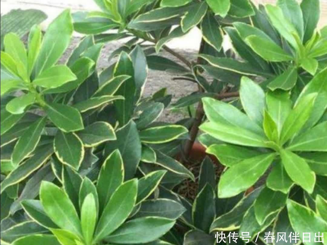 金边瑞香开完花后,下一步要如何养护?植株才能长得旺盛