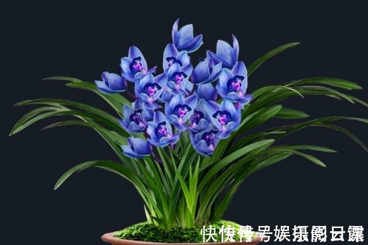 雅赏|此兰只应“天上”有,人间哪得几回闻,花色罕见,让人百看不厌