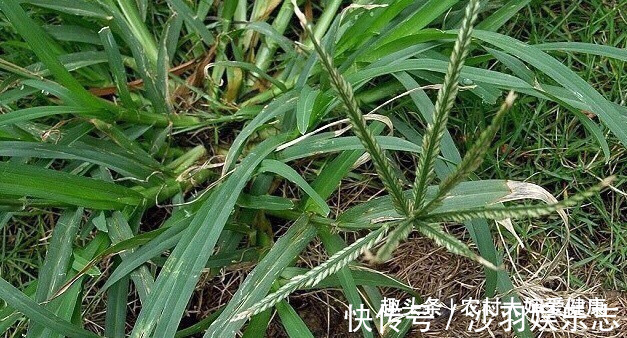 子宫|天热女性多吃此“清理子宫王”,清理子宫细菌,防子宫炎,排湿气