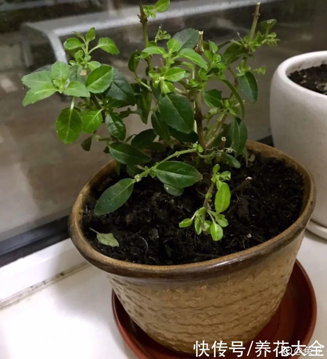 浇水|9种花,夏天休眠了,一定少浇水,否则越浇越死