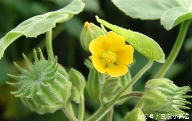 这个野生植物,经济价值非常高,如果你家乡有请珍惜