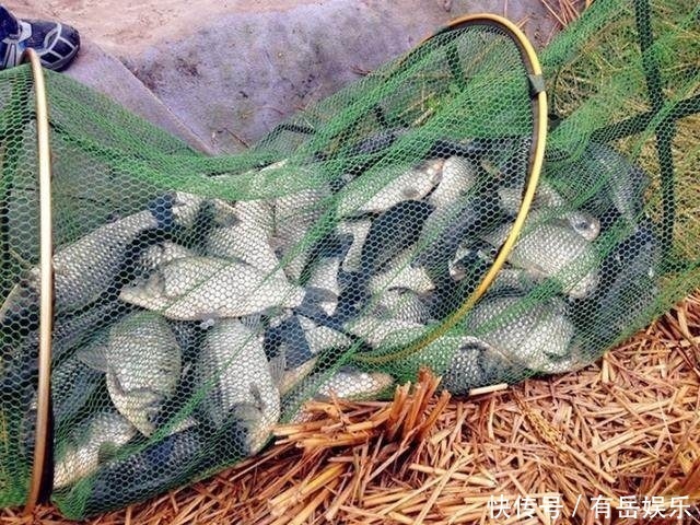 爆护|了解鲫鱼吞饵的3个步骤,方可准确提竿,成天爆护而归