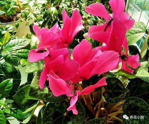 仙客来开花期,给它做4个小细节,开花时间长,花色更美