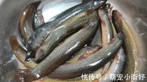 被人“嫌弃”最多的鱼，白送都没人要，比猪肉营养，好吃还不上火！