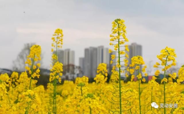 春天|安居春天最美的模样 都藏在这些花海里！