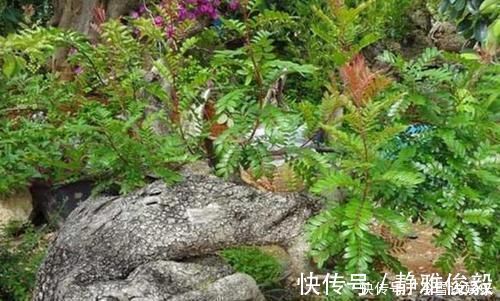 室内常摆放2种绿植,空气越来越好,让家人轻松拥有好睡眠