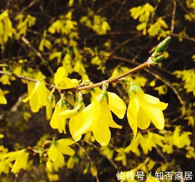 淘米水浇花,有些细节要注意,不然会适得其反