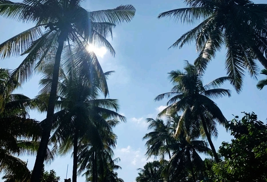 热带经济|美丽的植物园，独特的植物景观——游兴隆热带植物园