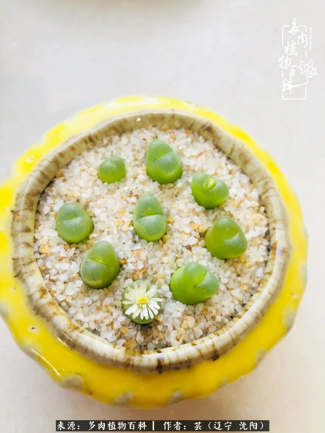 血罗|万物皆有灵性，一年四季有多肉陪伴真好！