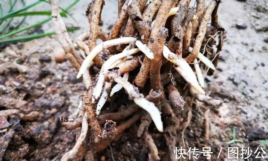 兰花快速生根有诀窍吗？兰友：照这4步操作，30天内就长新根