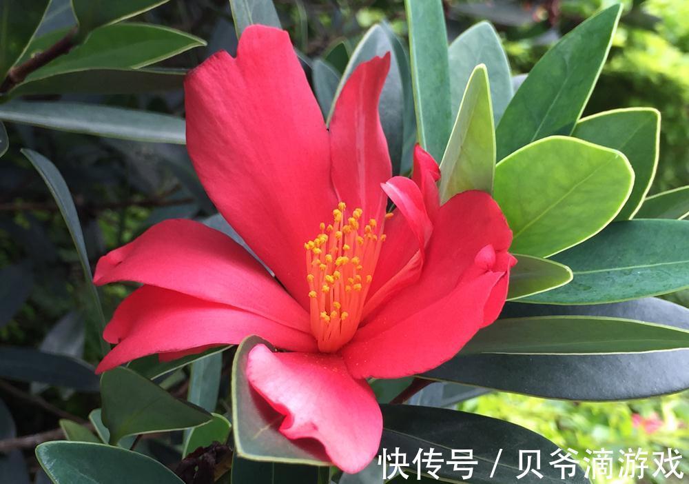 开花时间超长的四季茶花,经常黄叶掉叶,可能有2个原因