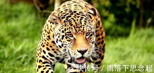 小黑@聊斋故事：猎 妻 会