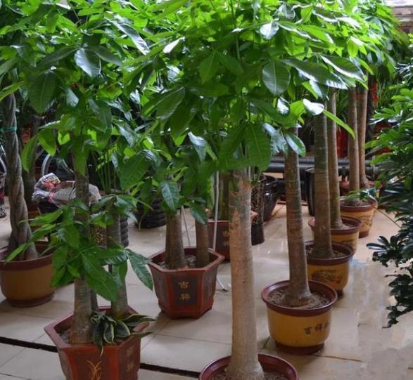 养护|10款花不喜欢晒太阳,摆在阴凉处静养,叶子油绿开花漂亮