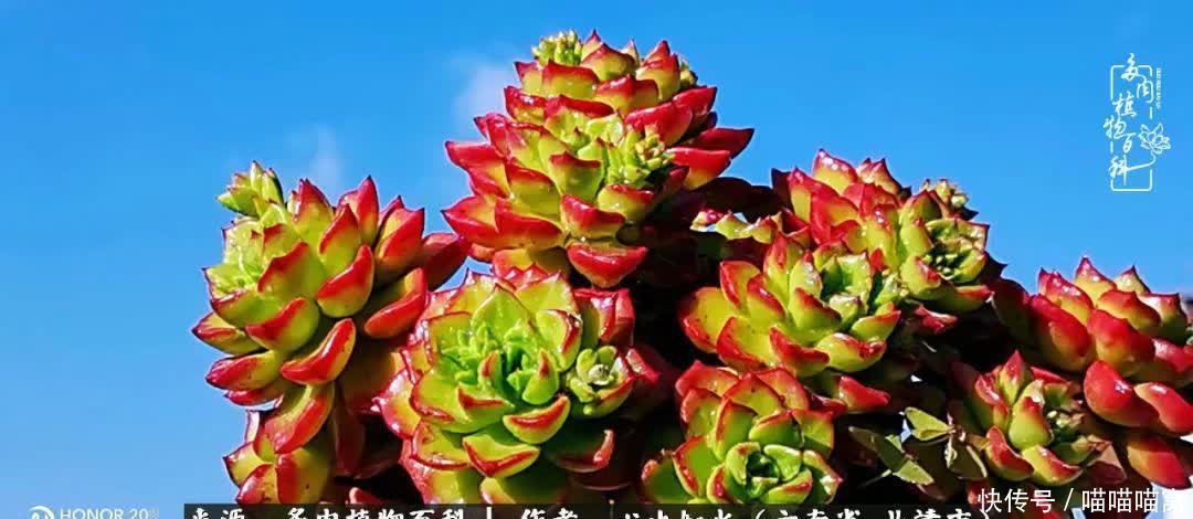 多肉|你是爱,是暖,是希望,你是人间四月天!