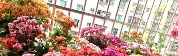 长寿花|婆婆只养“2种”花,窗台变成“花海”,冬天“开花”上百朵!