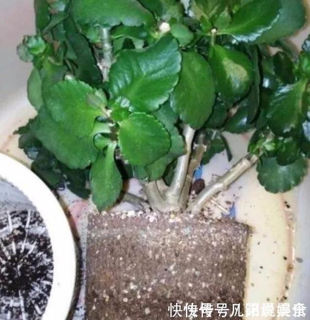 植株|刚买的长寿花,换盆做好“3件事”,蹭蹭长新芽,开花就爆盆