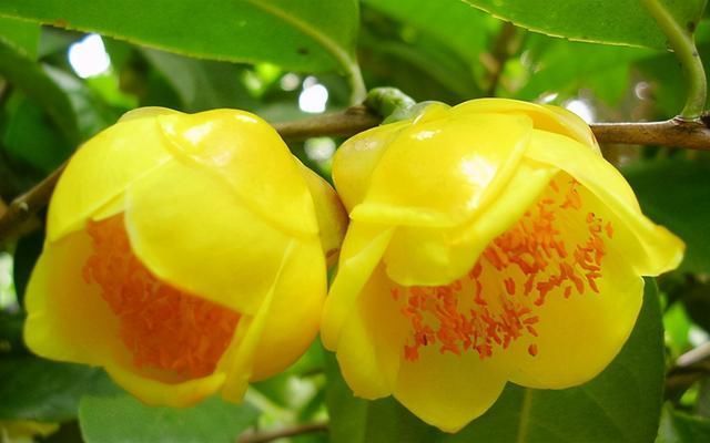 山中若|山中若见此物，请答应我，双手插袋，不要取下