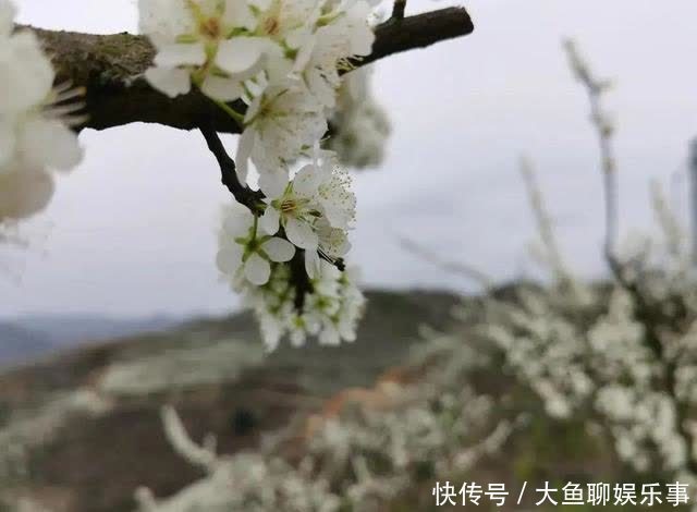 “云”赏花！镇宁李花樱花醉游客