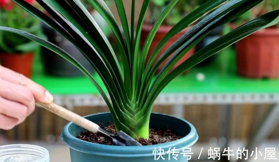 小灶|秋天君子兰进入生长关键期，提前给它“开小灶”，叶片肥厚又挺拔