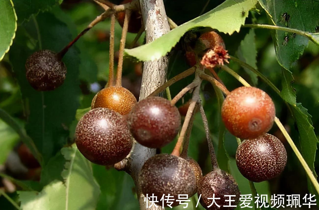妙用|农村山中的野果，生吃味酸被称“狗屎梨”，殊不知妙用很大