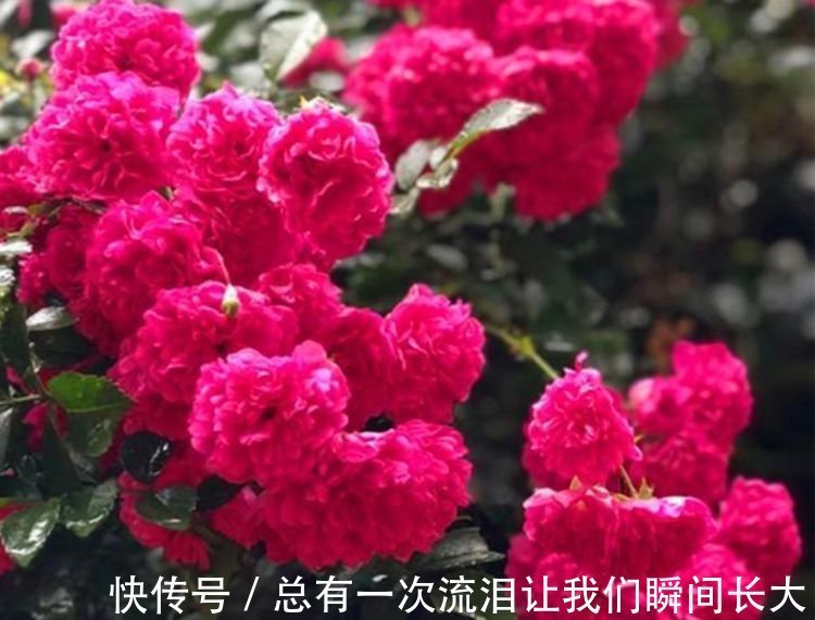 此花被称“香水之花”，旺财又旺运，开花漂亮上档次，越养越喜欢