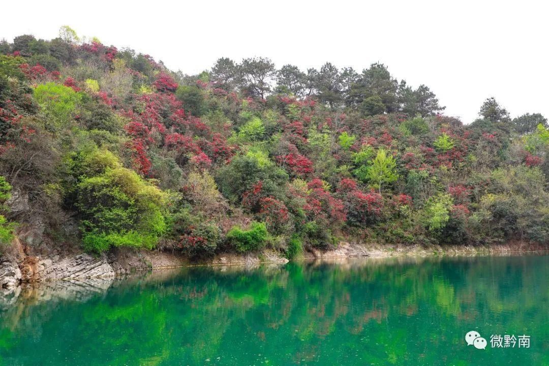 太美了！黔南这里藏着一大片花海，红得漫山遍野