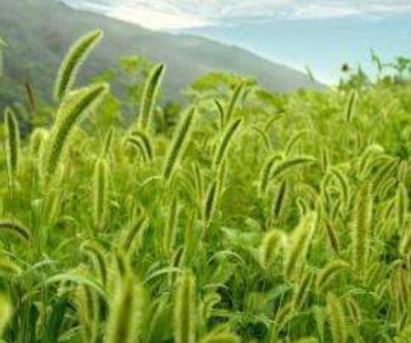 默默無聞的狗尾巴草,泡水喝竟有4個神奇功效,男女老少離不開!