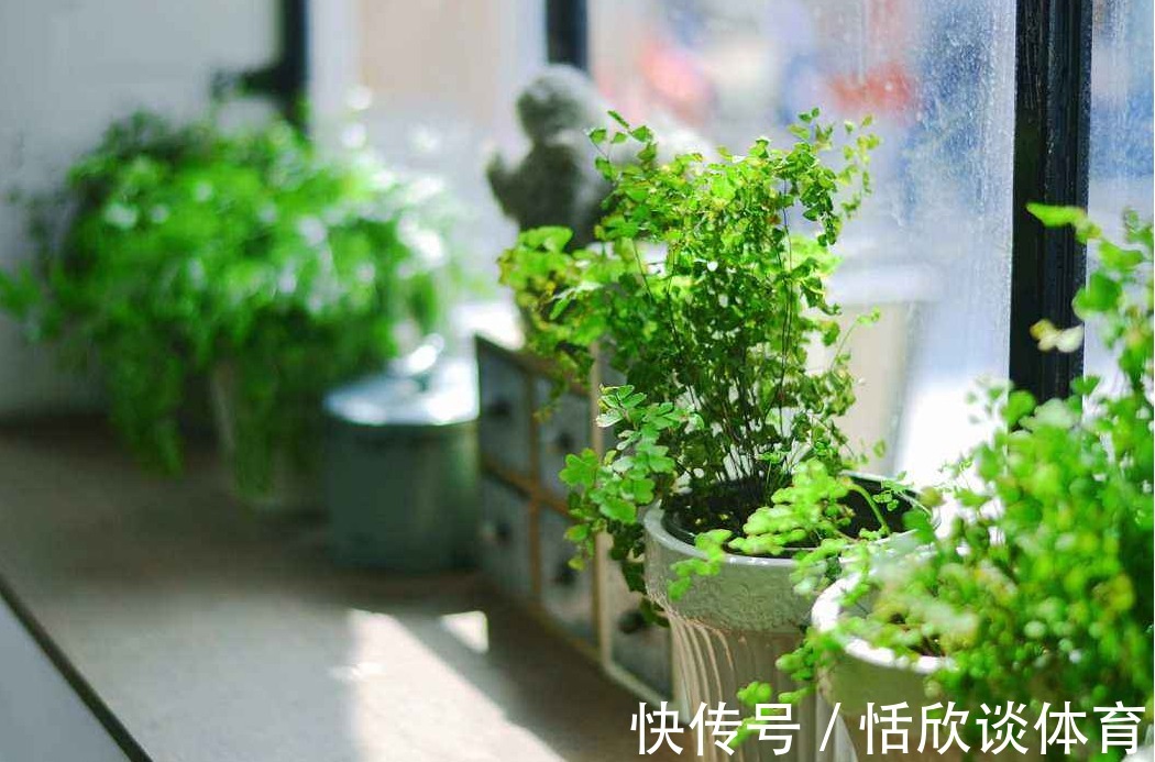 客厅|绿色植物摆在这三个位置，家中财神不请自来，看看你摆错了吗？